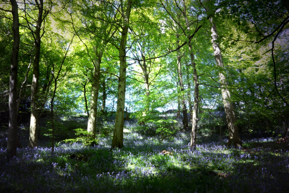 bluebell wood