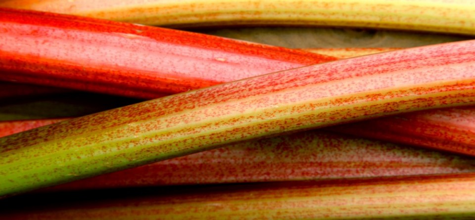 rhubarb