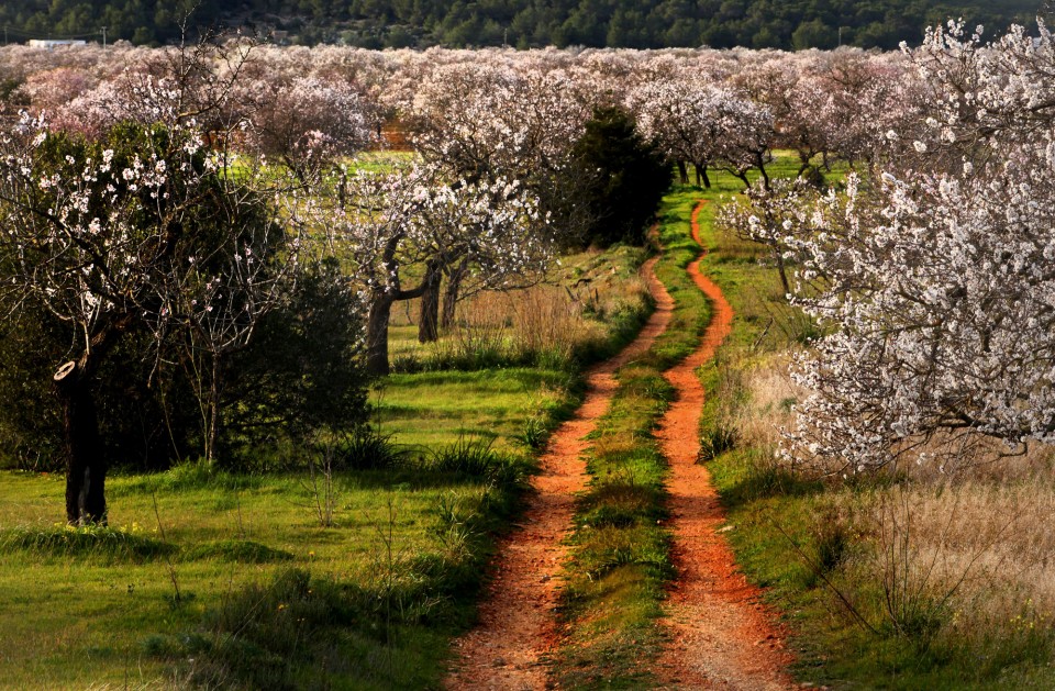 track with tree blossom