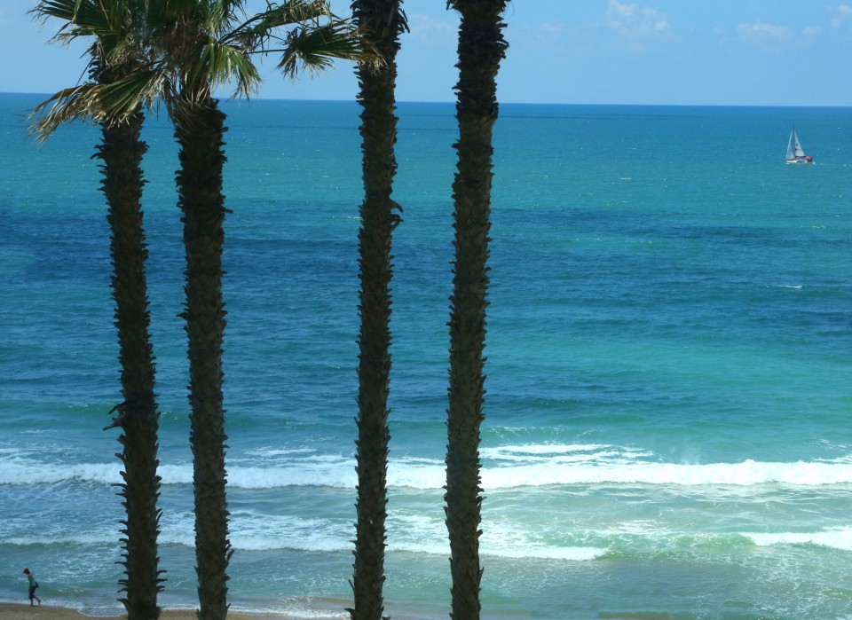 sea and palm trees