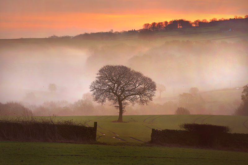 tree in misty landscape