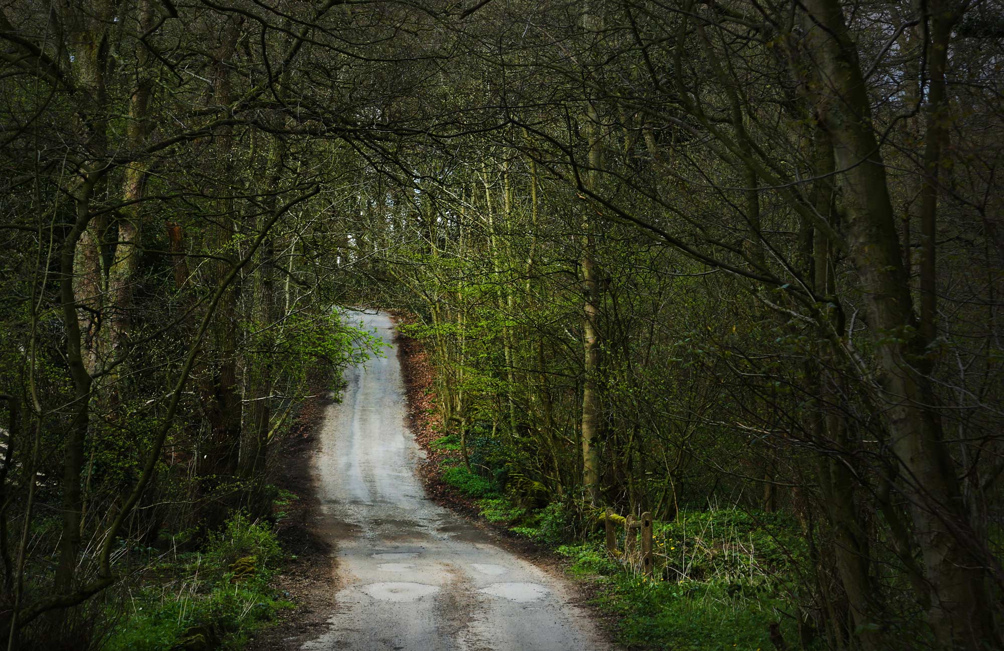 road through forest