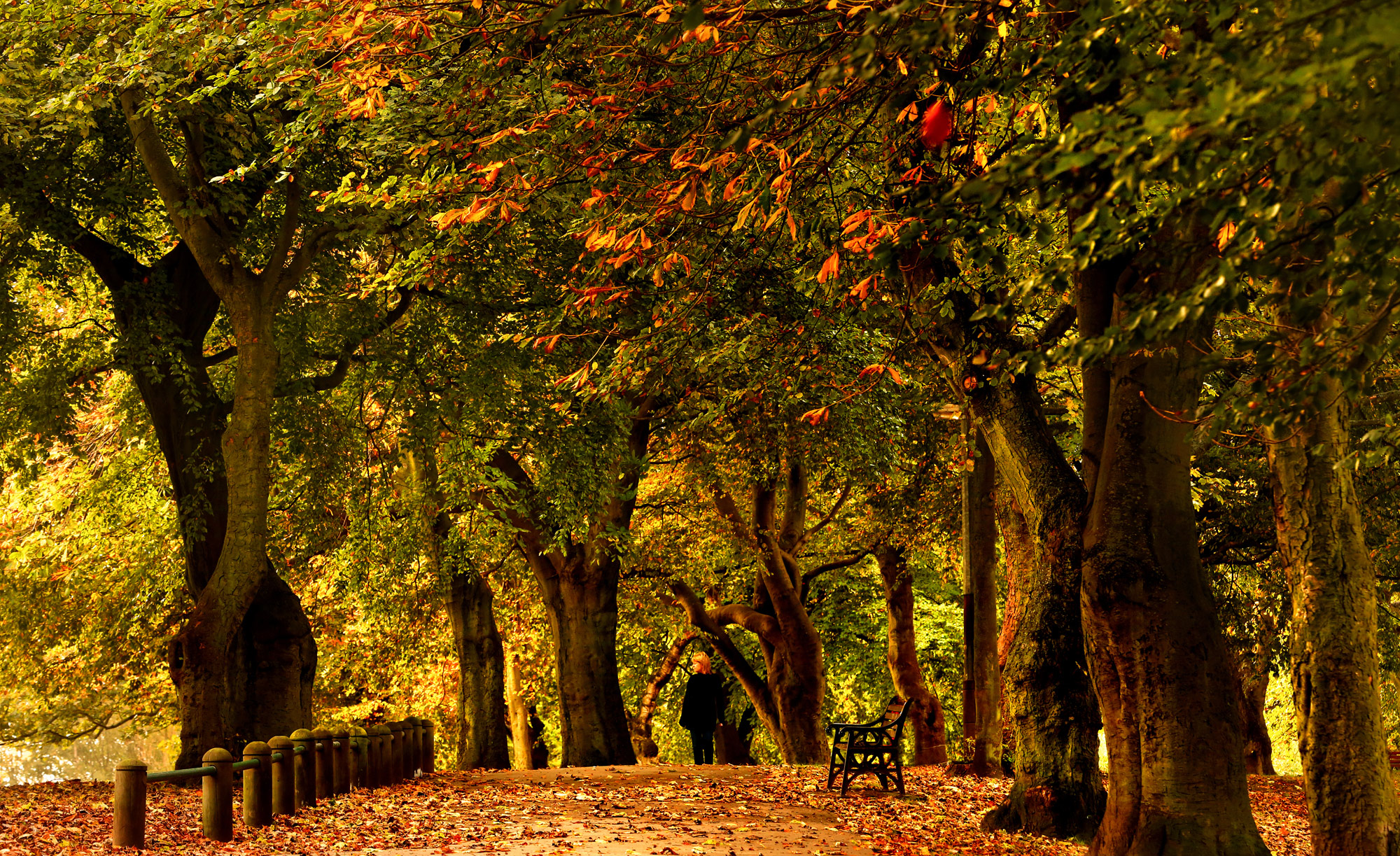 woman in park