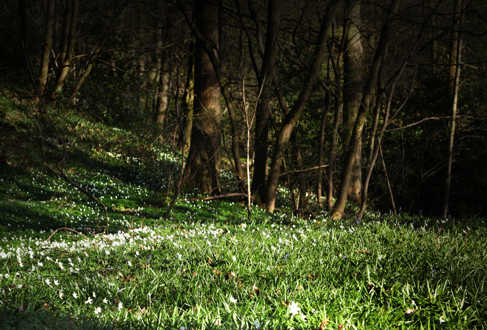 snowdrops in wood