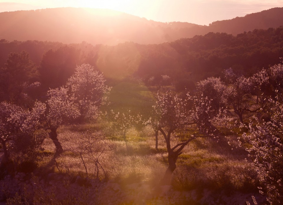 blossom on trees