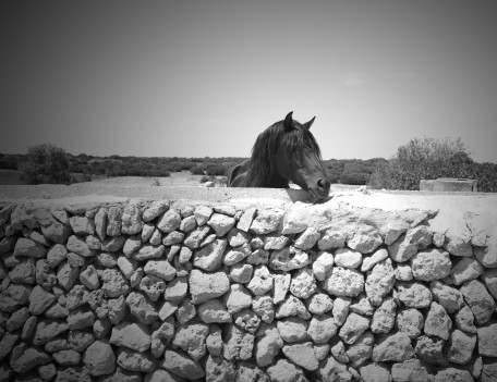 horse's head over wall - Fiesta Horses