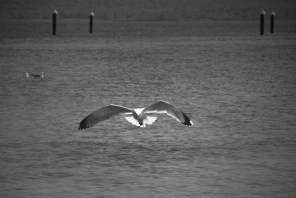 bird in flight