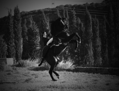 rearing horse in field - Mahon Fiesta