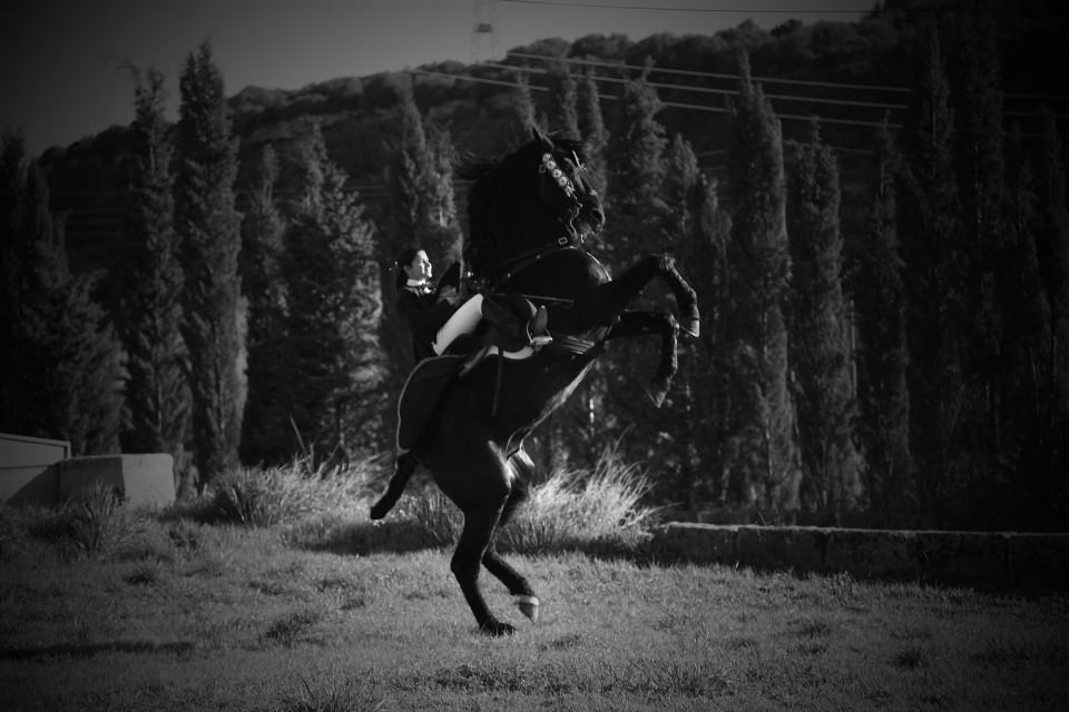 rearing horse in field