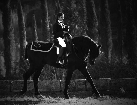 horse and rider in field - Fiesta Horses