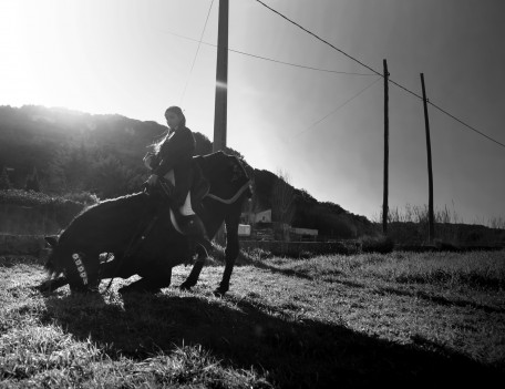 kneeling horse - Mahon Fiesta