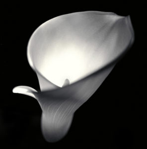 Calla Lily