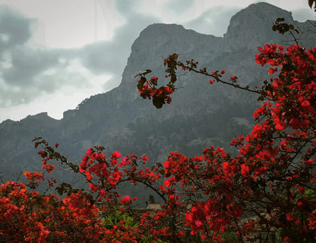 red flowers landscape photography - Mallorca Landscapes