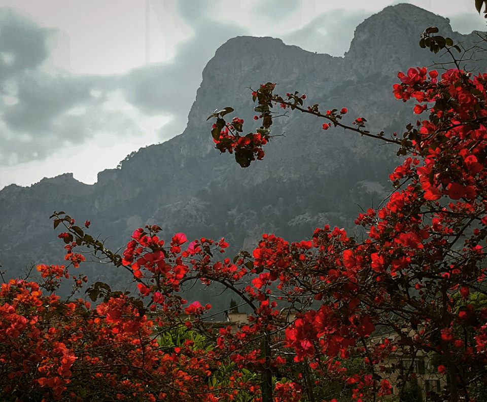 red flowers landscape photography