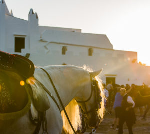 horse outside church