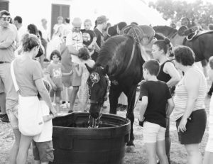 horse drinks from trough