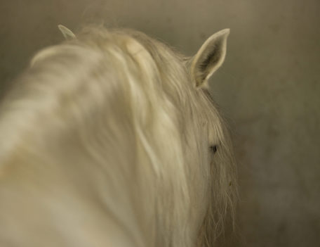 head of horse - Son Martorellet