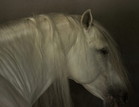 horse's head - Son Martorellet