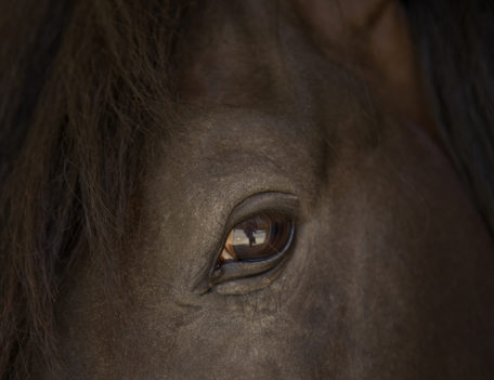 horse's eye - Son Martorellet