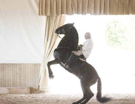 rearing horse - Son Martorellet