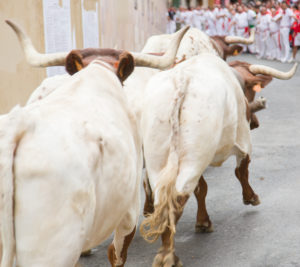 bulls approach crowd