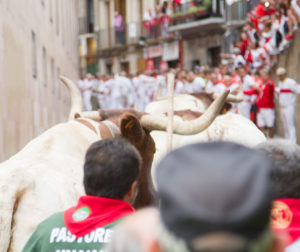 bulls approach crowd