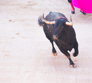 bull in bullring