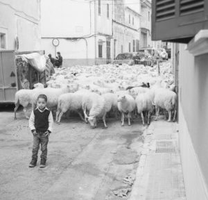 boy with sheep