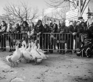 flock of geese with crowd