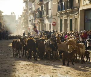 goats in fiesta procession