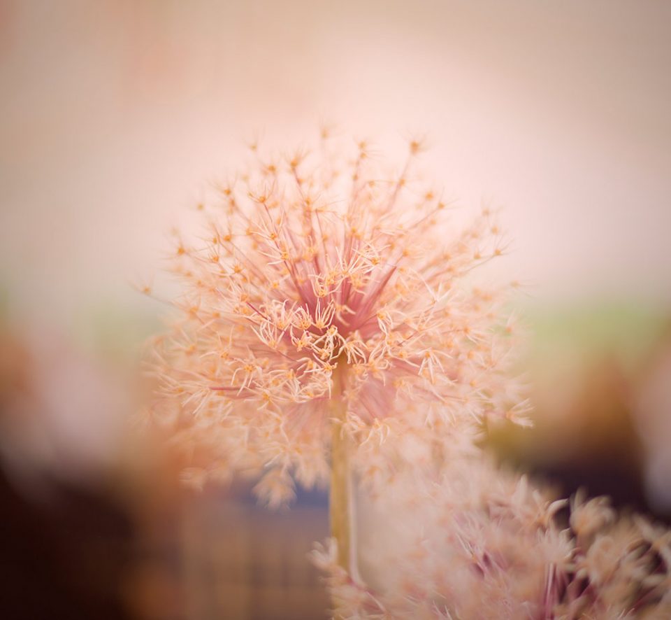 pink flower