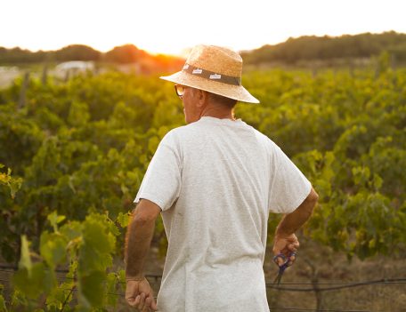 Man in vineyard - Vineyard Son Cremat