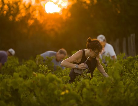 Son Cremat Vineyard - Vineyard Son Cremat