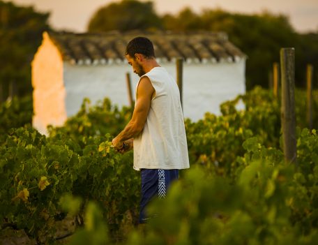 Man Picking Grapes - Vineyard Son Cremat