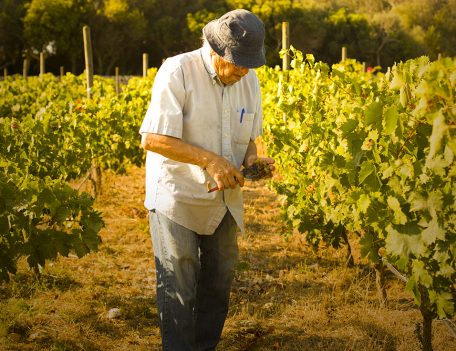 Man Picking Grapes - Vineyard Son Cremat