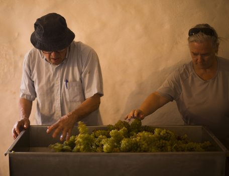 De Twigging Of Grapes - Vineyard Son Cremat